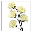 White Carnations